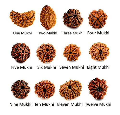 Rudraksha Supplier in Vasant Kunj, New Delhi, Bidar, Karnataka, India